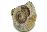Jurassic Ammonite (Parkinsonia) Fossil - France #244475-2